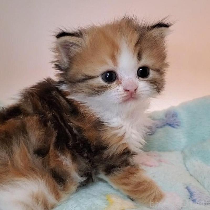 販売中の大阪府のミヌエット-138761の1枚目