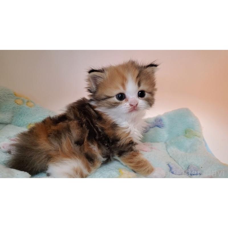 販売中の大阪府のミヌエット-138761の2枚目