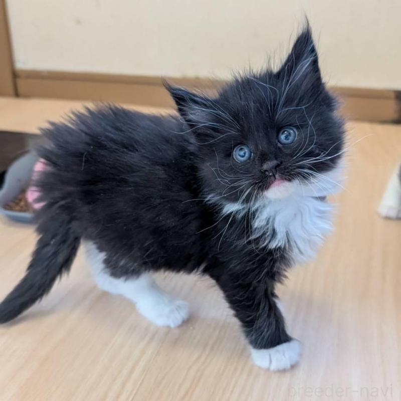 販売中の岡山県のメインクーン-138762