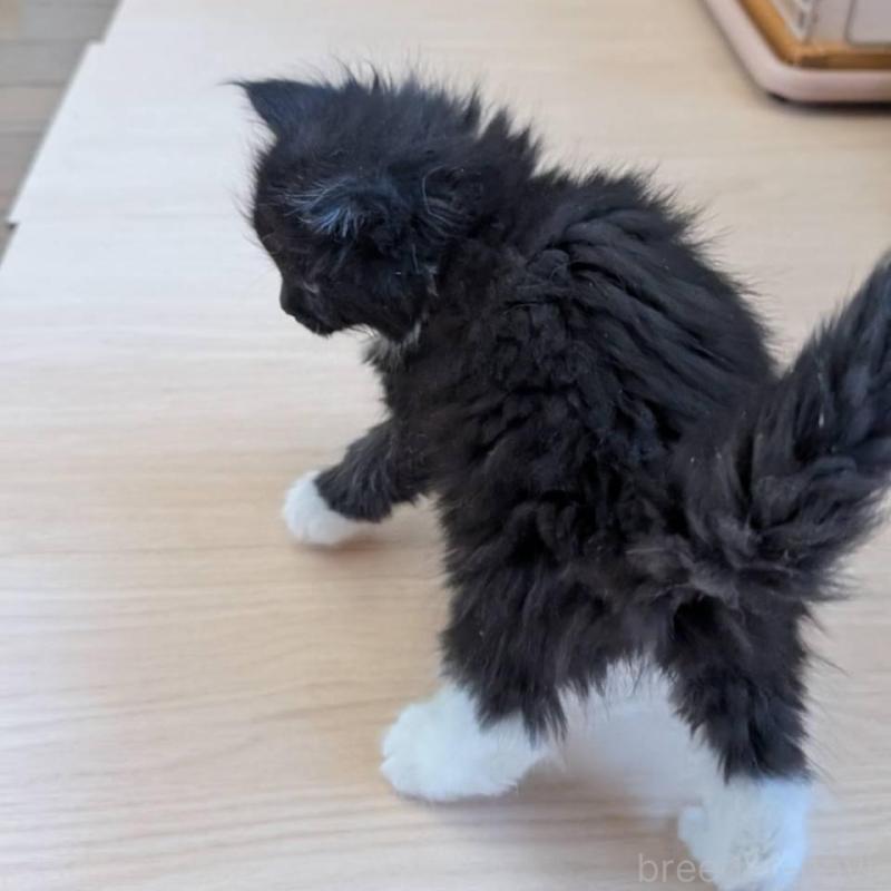 販売中の岡山県のメインクーン-138762の7枚目