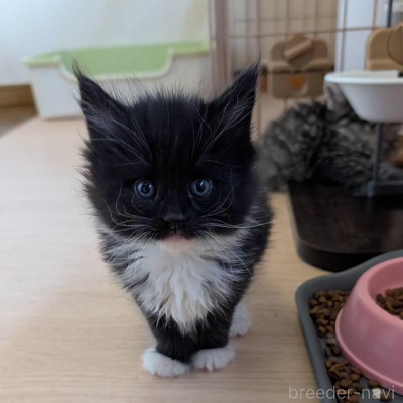 販売中の岡山県のメインクーン-138762の6枚目