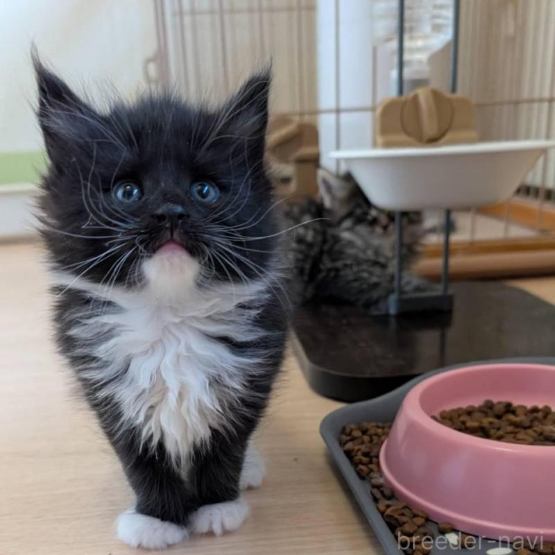 販売中の岡山県のメインクーン-138762の5枚目