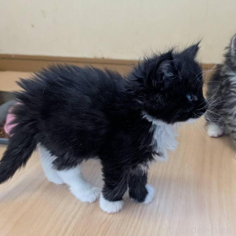 販売中の岡山県のメインクーン-138762の4枚目