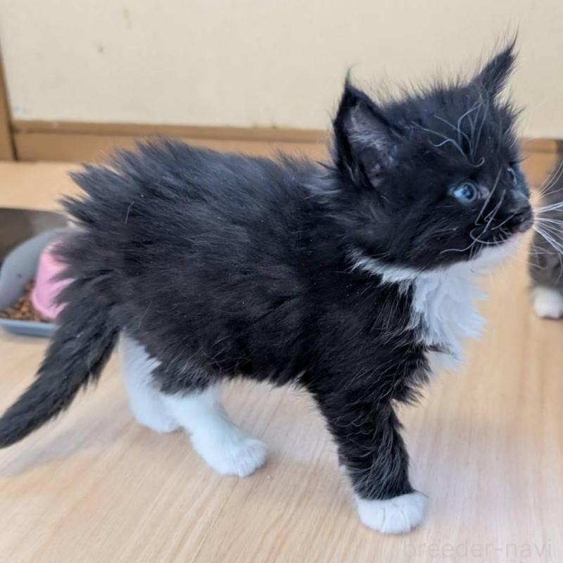 販売中の岡山県のメインクーン-138762の3枚目