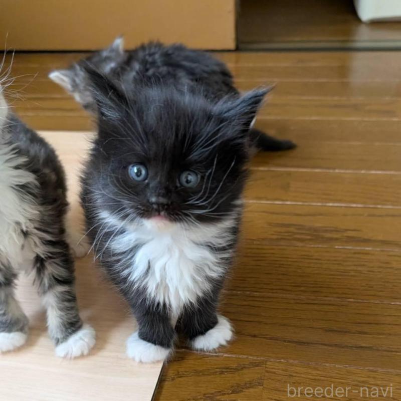 販売中の岡山県のメインクーン-138762の2枚目