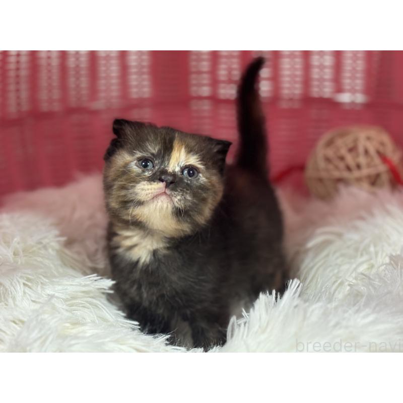 販売中の神奈川県のスコティッシュフォールド(折れ耳)-138816の9枚目