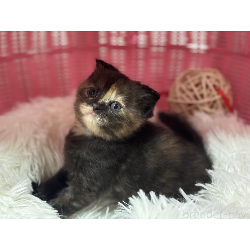 販売中の神奈川県のスコティッシュフォールド(折れ耳)-138816の8枚目