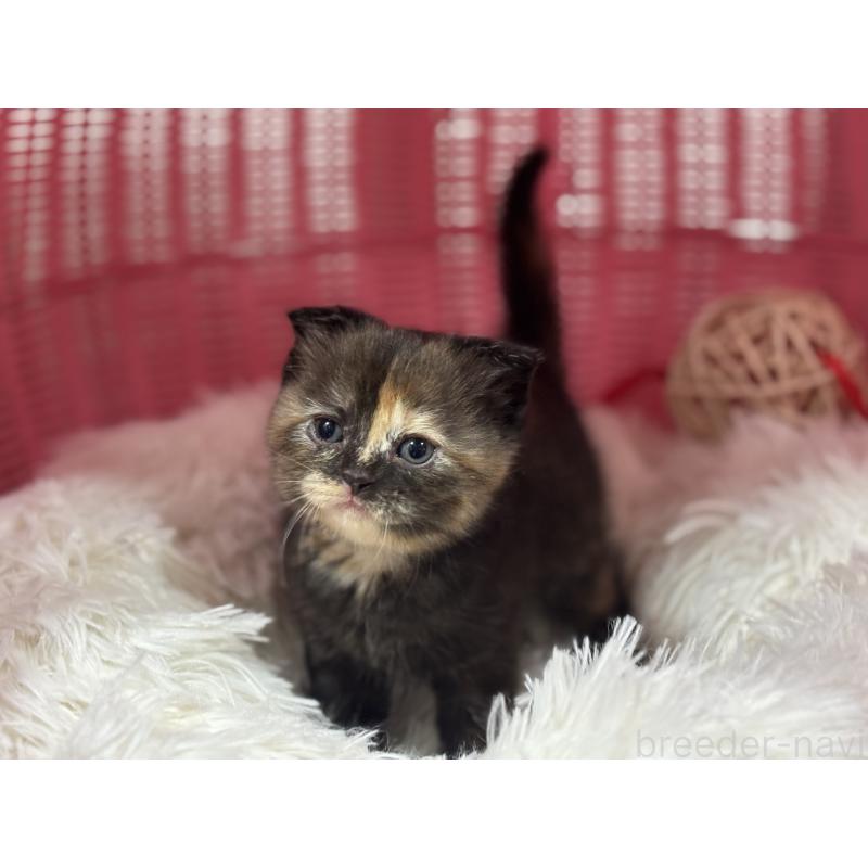 販売中の神奈川県のスコティッシュフォールド(折れ耳)-138816の7枚目