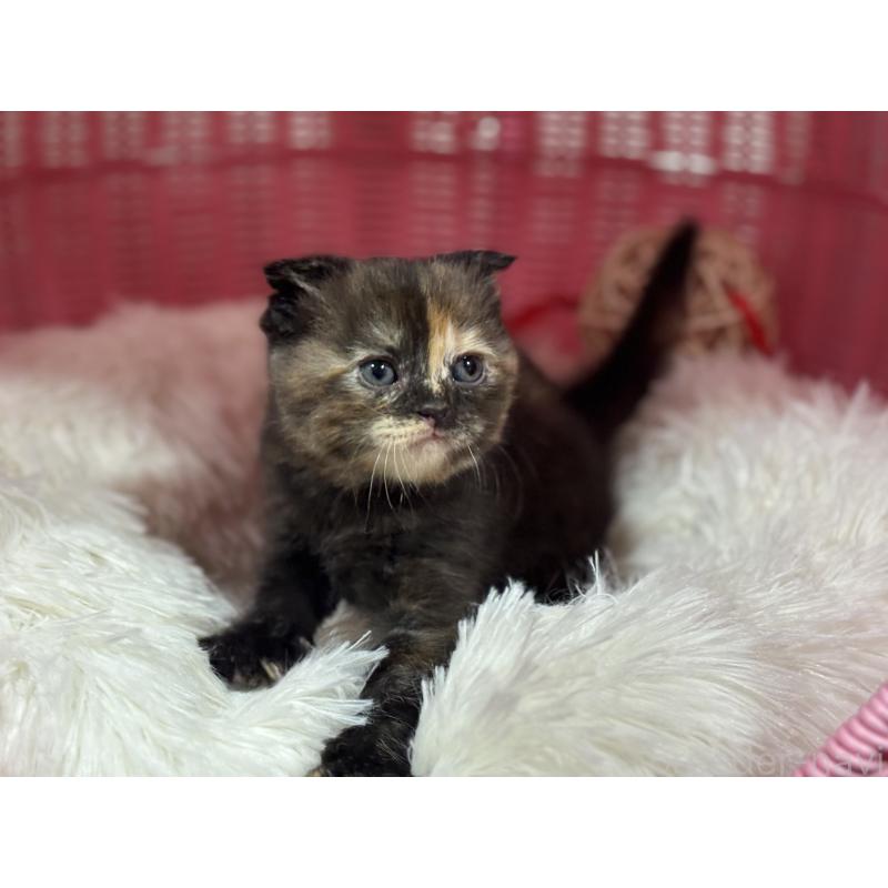 販売中の神奈川県のスコティッシュフォールド(折れ耳)-138816の6枚目