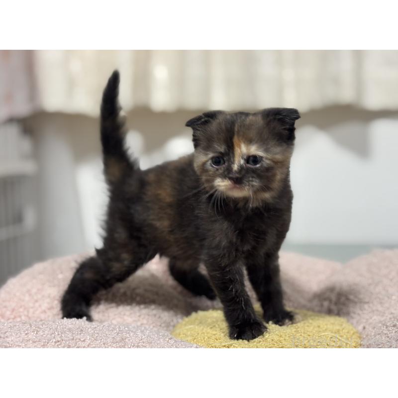 販売中の神奈川県のスコティッシュフォールド(折れ耳)-138816の4枚目