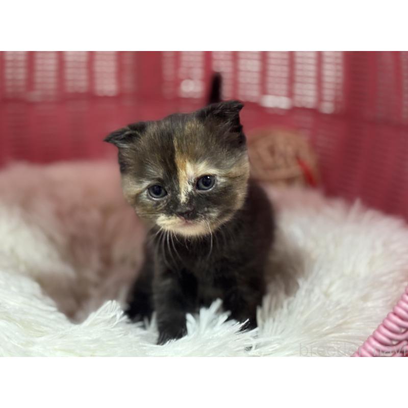 販売中の神奈川県のスコティッシュフォールド(折れ耳)-138816の3枚目