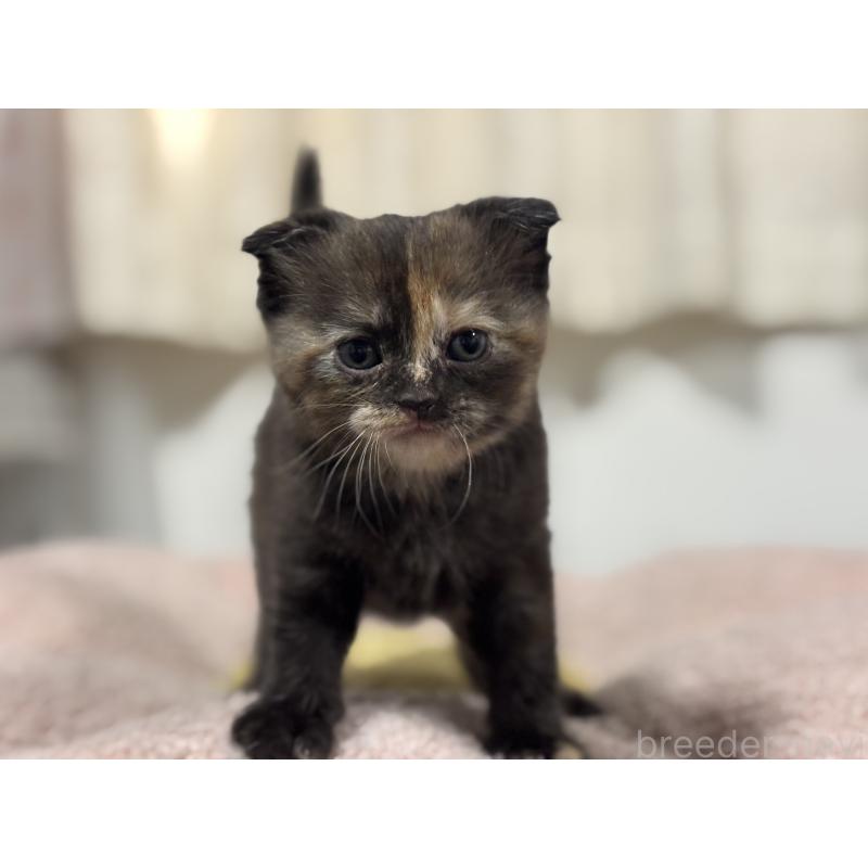 販売中の神奈川県のスコティッシュフォールド(折れ耳)-138816の2枚目