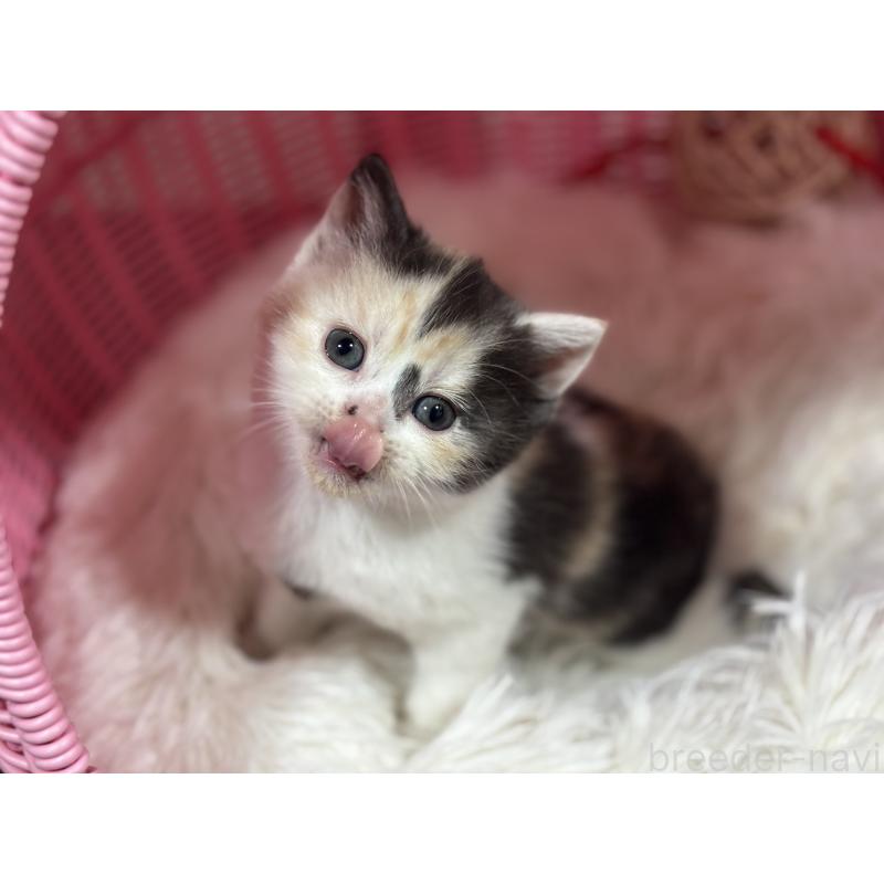 販売中の神奈川県のスコティッシュフォールド-138817の15枚目