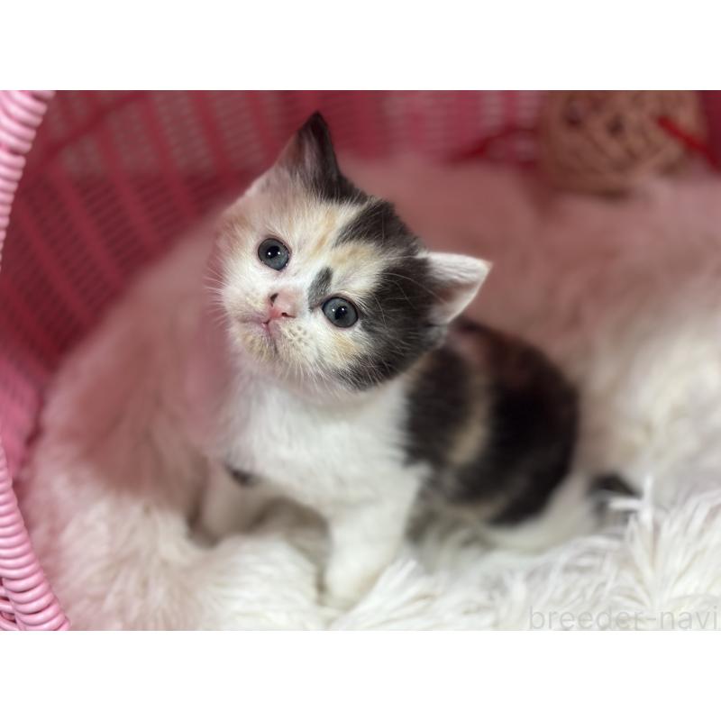 販売中の神奈川県のスコティッシュフォールド-138817の14枚目