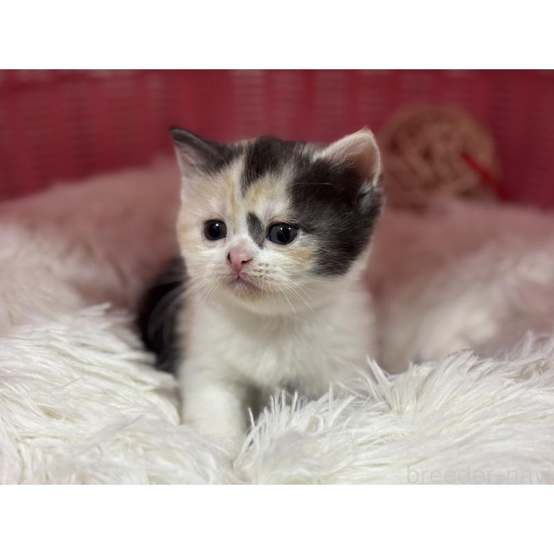 販売中の神奈川県のスコティッシュフォールド-138817の13枚目