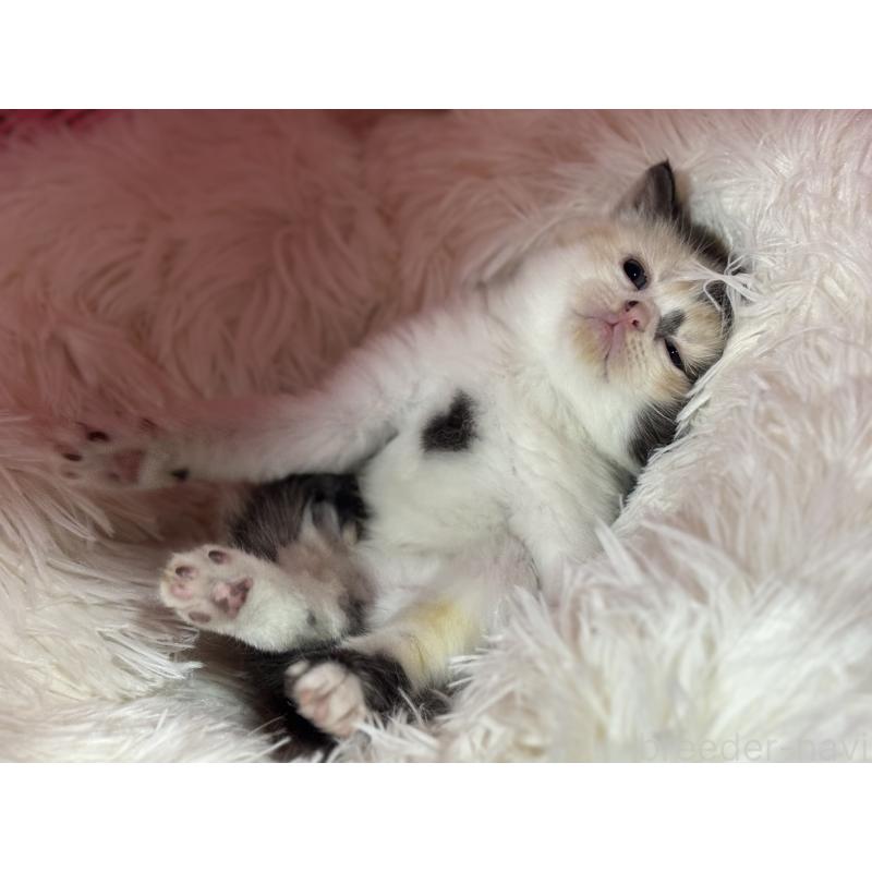 販売中の神奈川県のスコティッシュフォールド-138817の12枚目