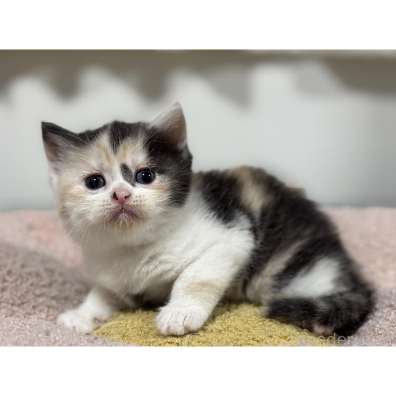 販売中の神奈川県のスコティッシュフォールド-138817の11枚目