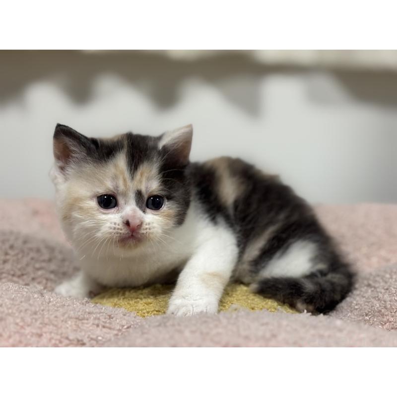 販売中の神奈川県のスコティッシュフォールド-138817の10枚目