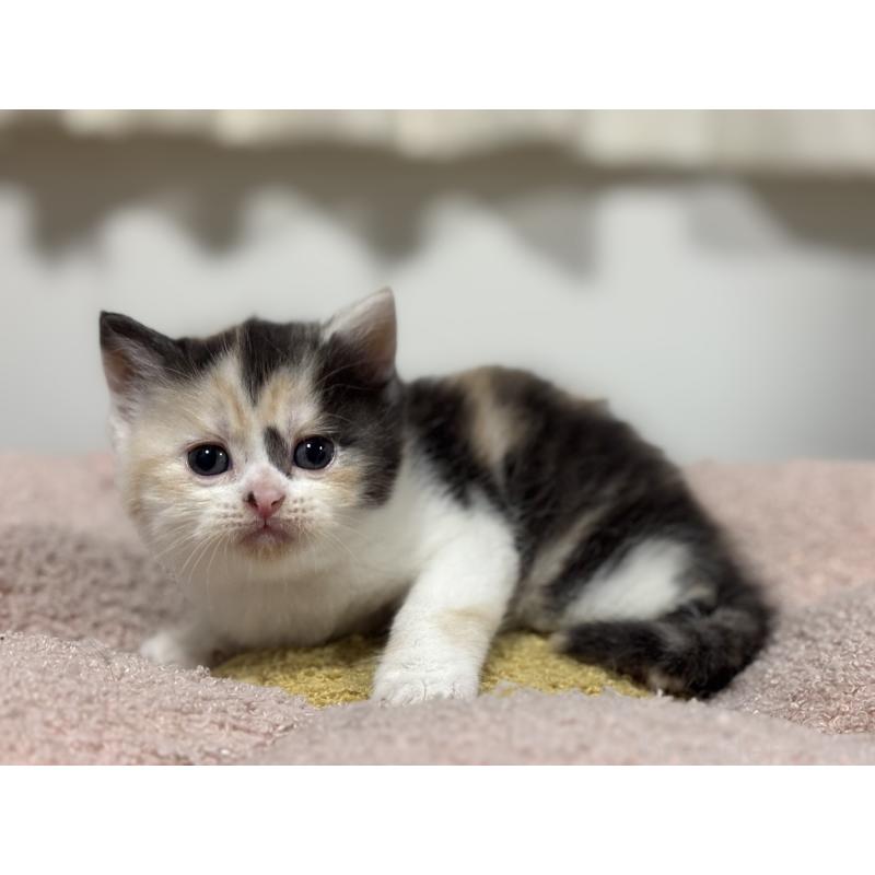 販売中の神奈川県のスコティッシュフォールド-138817の9枚目