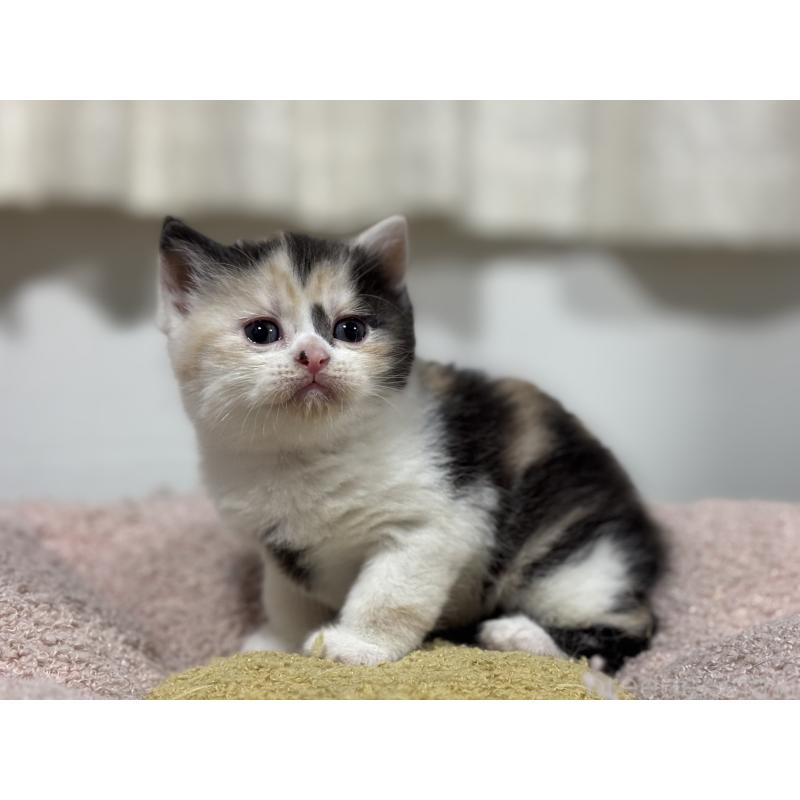 販売中の神奈川県のスコティッシュフォールド-138817の8枚目