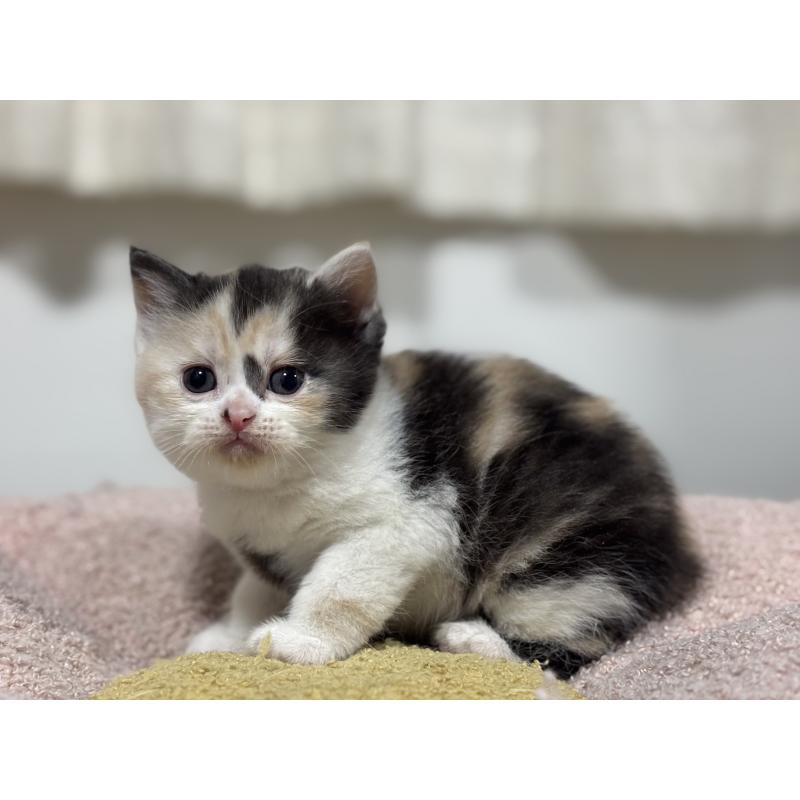 販売中の神奈川県のスコティッシュフォールド-138817の7枚目