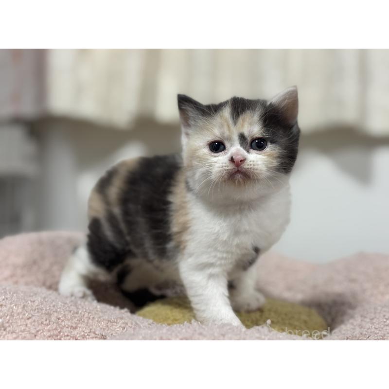 販売中の神奈川県のスコティッシュフォールド-138817の6枚目