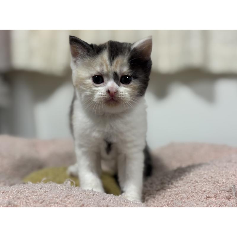 販売中の神奈川県のスコティッシュフォールド-138817の5枚目