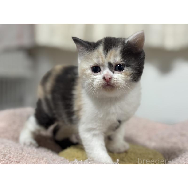 販売中の神奈川県のスコティッシュフォールド-138817の4枚目