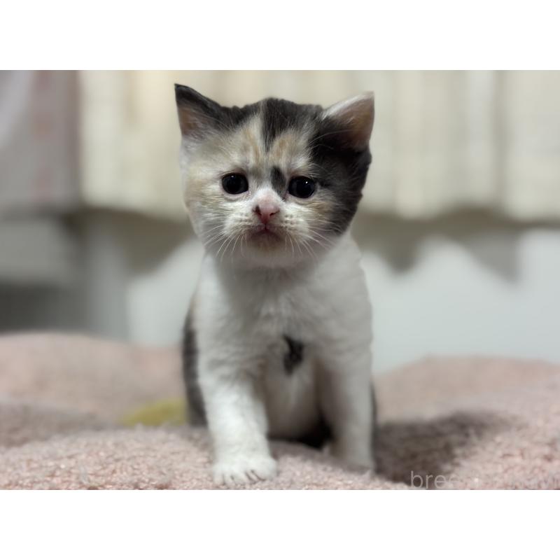 販売中の神奈川県のスコティッシュフォールド-138817の3枚目