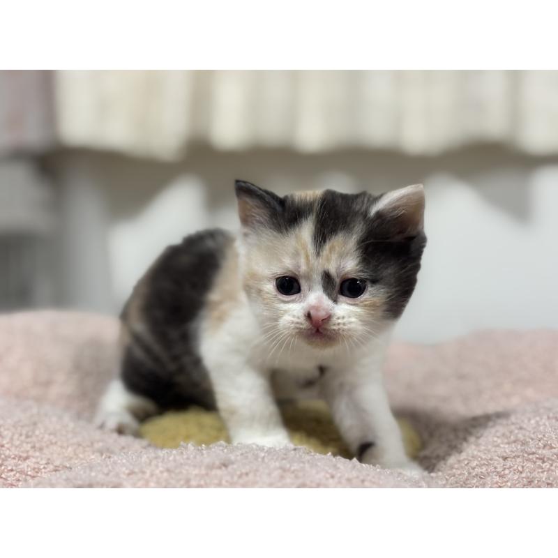 販売中の神奈川県のスコティッシュフォールド-138817の2枚目