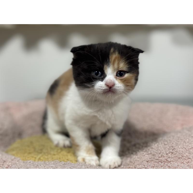 販売中の神奈川県のスコティッシュフォールド(折れ耳)-138818の10枚目