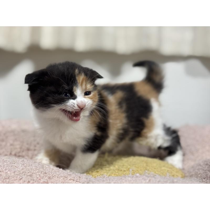 販売中の神奈川県のスコティッシュフォールド(折れ耳)-138818の9枚目