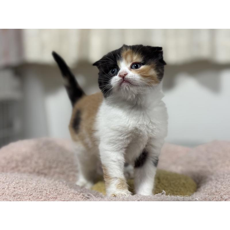 販売中の神奈川県のスコティッシュフォールド(折れ耳)-138818の8枚目