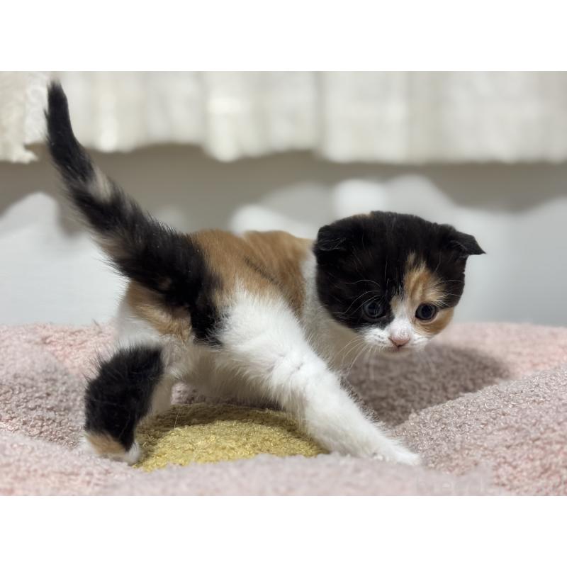 販売中の神奈川県のスコティッシュフォールド(折れ耳)-138818の7枚目