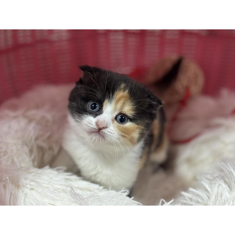 販売中の神奈川県のスコティッシュフォールド(折れ耳)-138818の6枚目