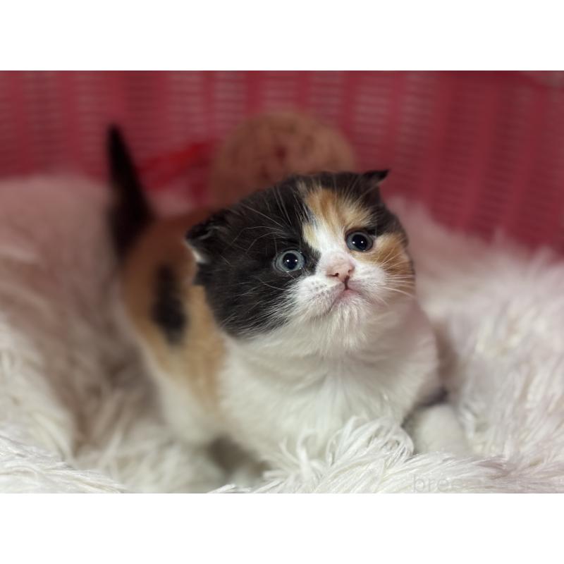 販売中の神奈川県のスコティッシュフォールド(折れ耳)-138818の4枚目