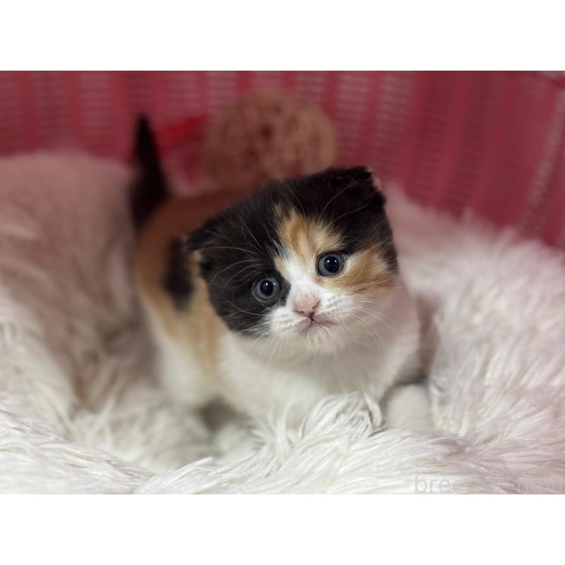 販売中の神奈川県のスコティッシュフォールド(折れ耳)-138818の3枚目