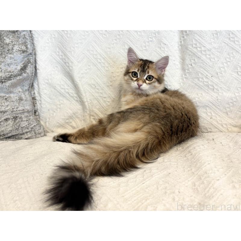 販売中の徳島県のサイベリアン-133805の6枚目