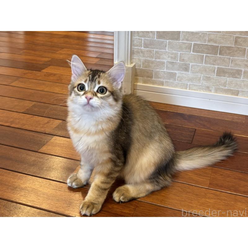 販売中の徳島県のサイベリアン-133805の3枚目