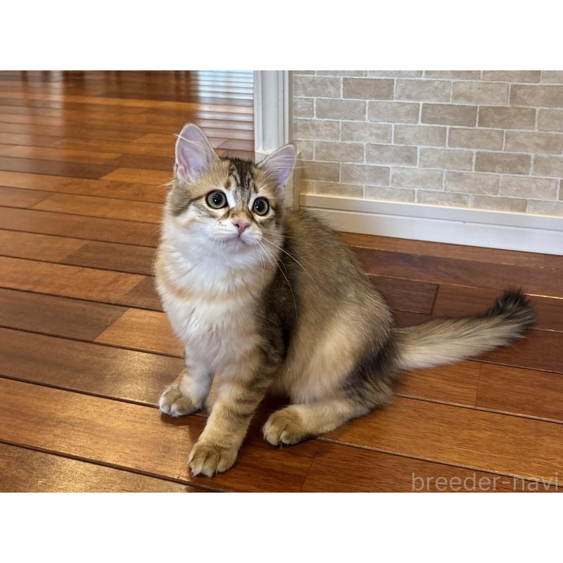 販売中の徳島県のサイベリアン-133805の2枚目