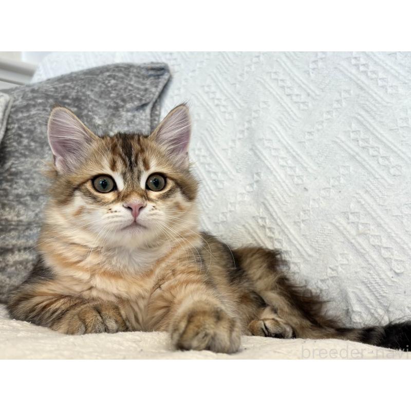 販売中の徳島県のサイベリアン-133802の5枚目