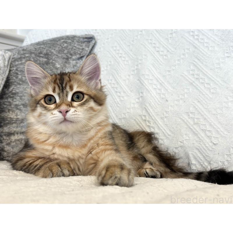 販売中の徳島県のサイベリアン-133802の4枚目