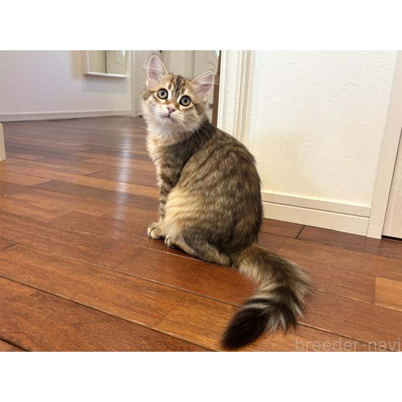 販売中の徳島県のサイベリアン-133802の3枚目