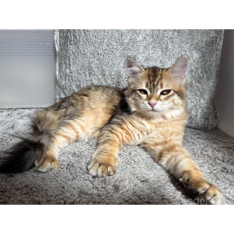 販売中の徳島県のサイベリアン-133802の2枚目