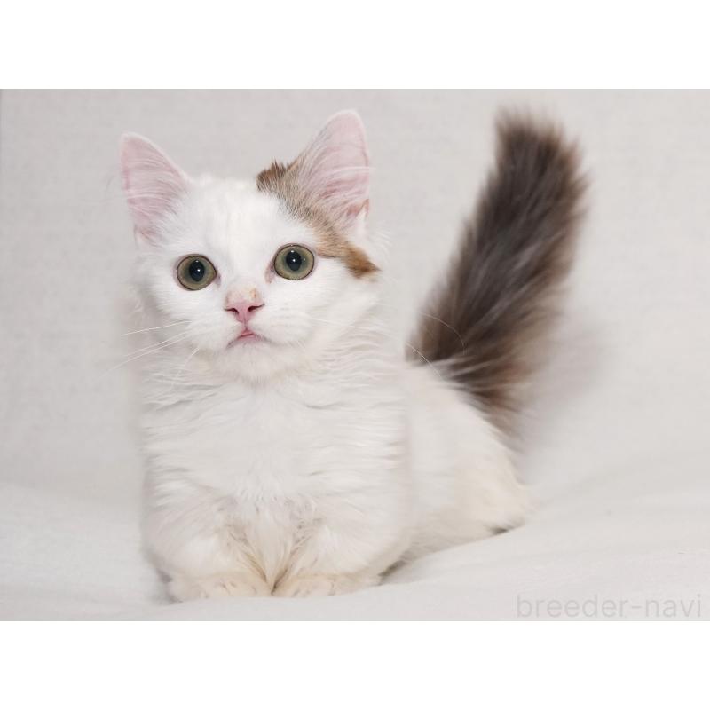 販売中の東京都のマンチカン(短足)-133723の10枚目