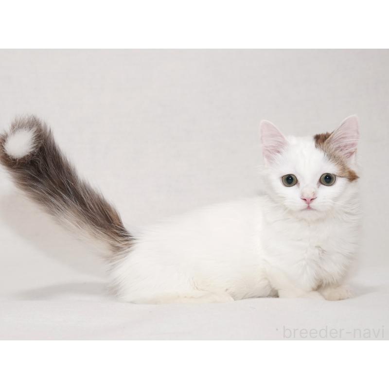 販売中の東京都のマンチカン(短足)-133723の9枚目