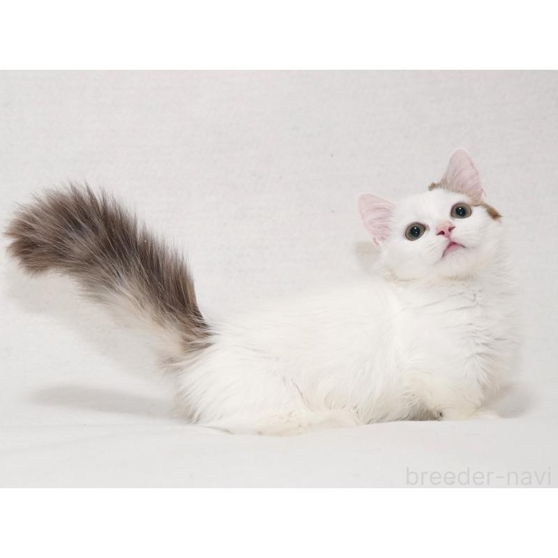 販売中の東京都のマンチカン(短足)-133723の8枚目