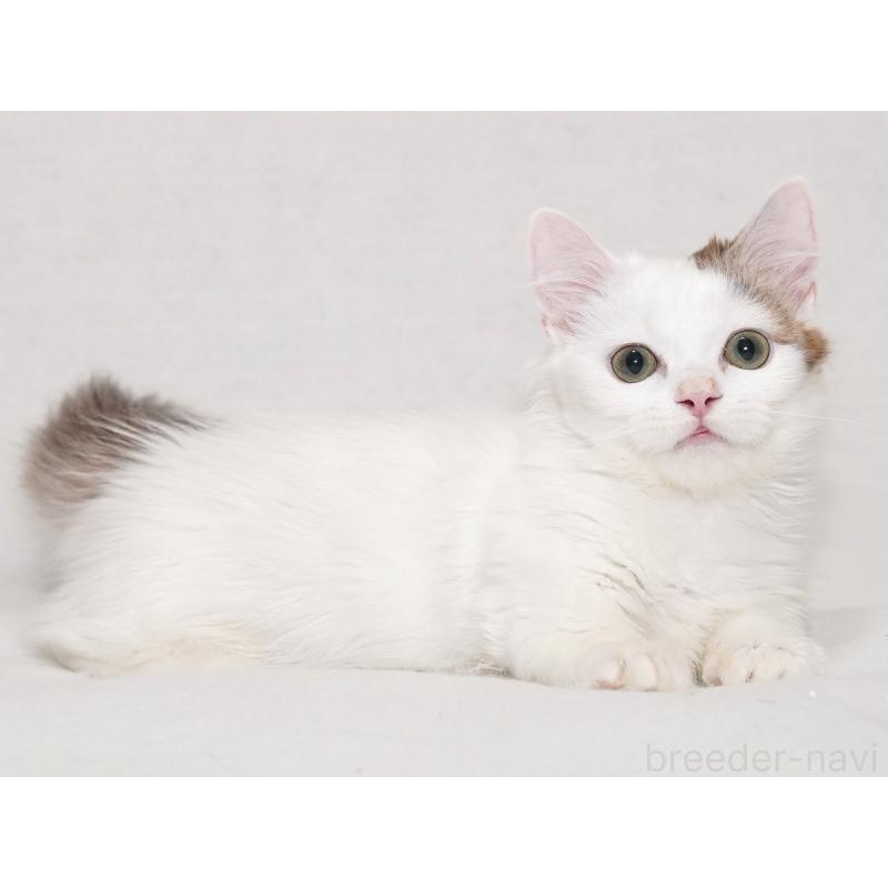 販売中の東京都のマンチカン(短足)-133723の7枚目