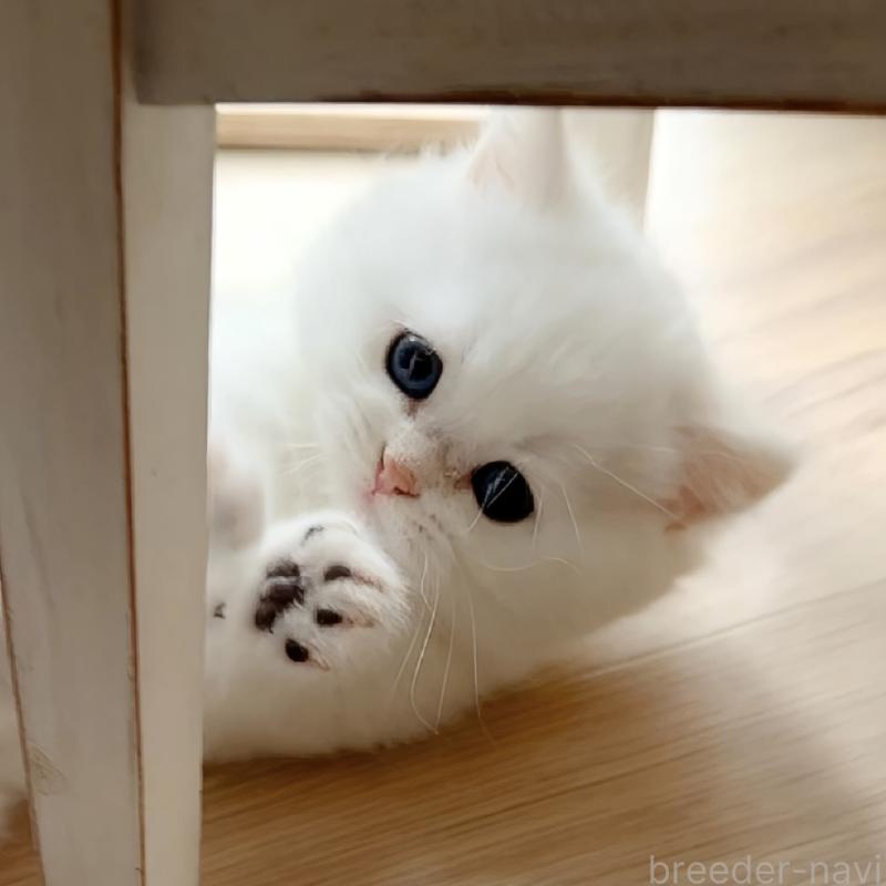 販売中の兵庫県のブリティッシュショートヘア-138427