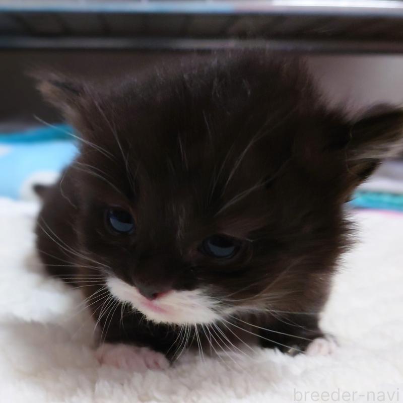 販売中の埼玉県のミヌエット(短足)-138823の3枚目